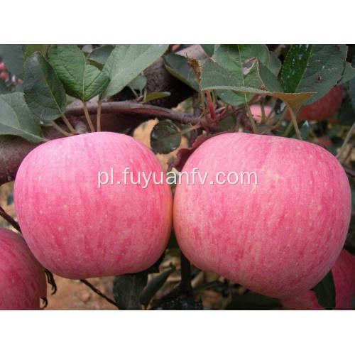 2018 Nowe świeże jabłko Qinguan o wysokiej jakości